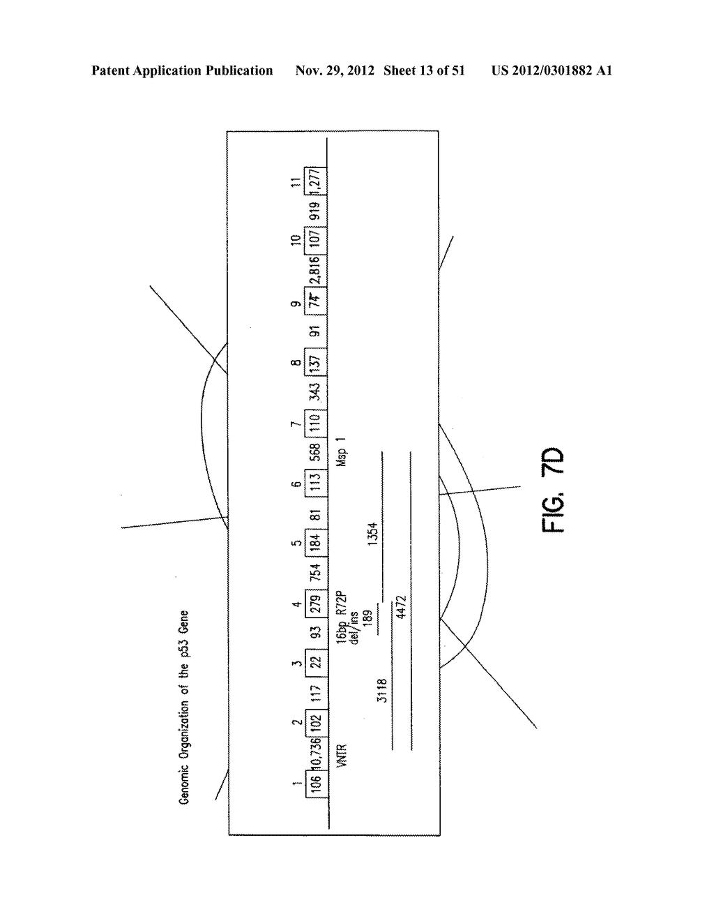 METHODS FOR GENERATING DATABASES AND DATABASES FOR IDENTIFYING POLYMORPHIC     GENETIC MARKERS - diagram, schematic, and image 14