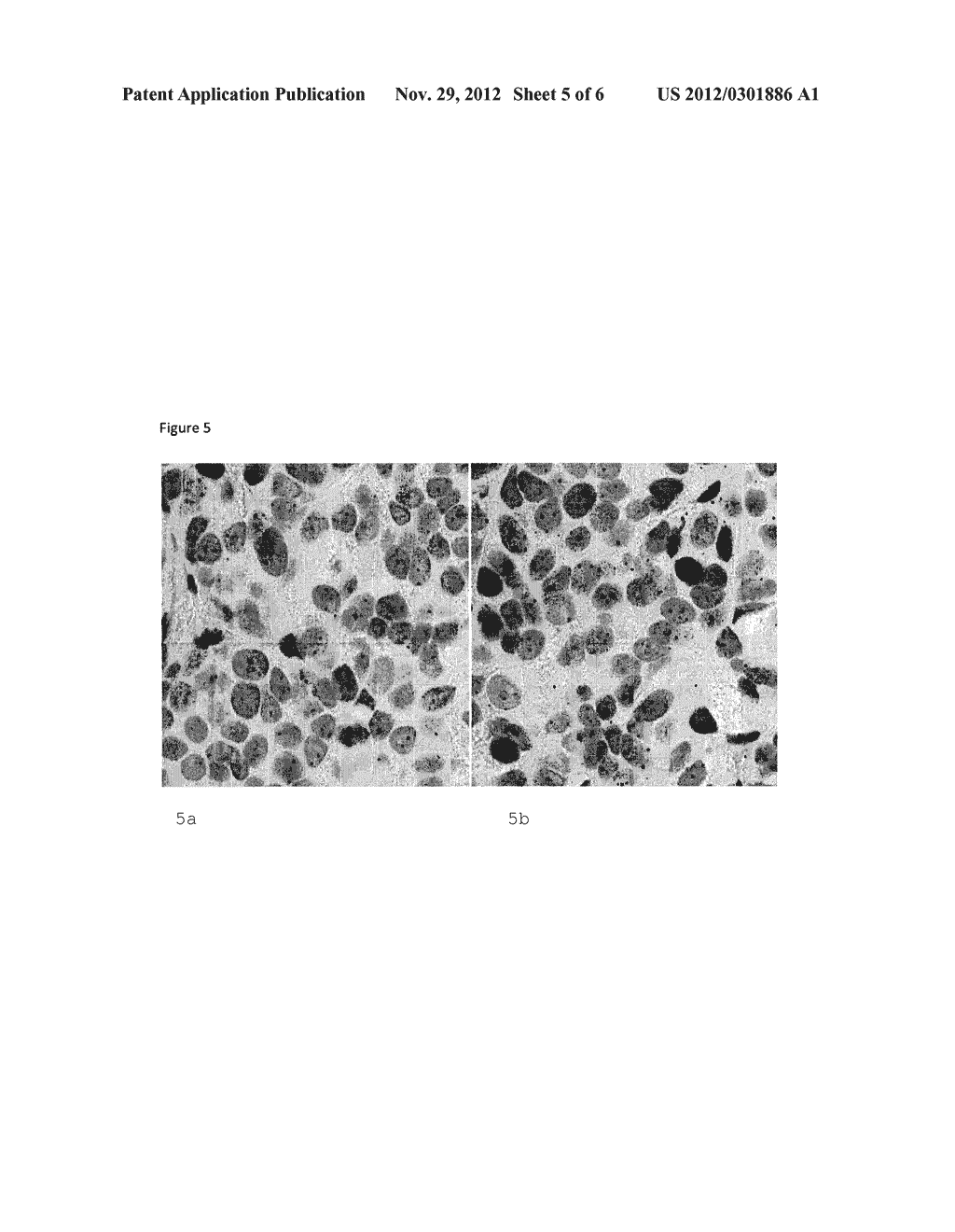 POLYTAG PROBES - diagram, schematic, and image 06