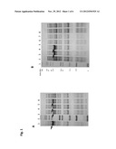 METHODS AND COMPOSITIONS FOR DNA FRAGMENTATION AND TAGGING BY TRANSPOSASES diagram and image