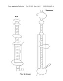 OLIGONUCLEOTIDES WHICH INHIBIT P53 INDUCTION IN RESPONSE TO CELLULAR     STRESS diagram and image