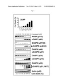 BIOMARKERS FOR GOSSYPOL CHEMOTHERAPY AND METHODS OF TREATING DISEASE diagram and image