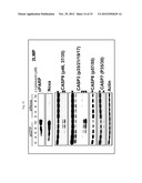 BIOMARKERS FOR GOSSYPOL CHEMOTHERAPY AND METHODS OF TREATING DISEASE diagram and image