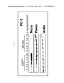 BIOMARKERS FOR GOSSYPOL CHEMOTHERAPY AND METHODS OF TREATING DISEASE diagram and image