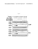 BIOMARKERS FOR GOSSYPOL CHEMOTHERAPY AND METHODS OF TREATING DISEASE diagram and image