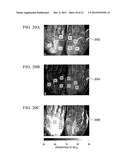 SYSTEM AND METHOD FOR HYPERSPECTRAL IMAGING diagram and image