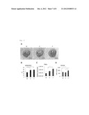 ADIPOCYTE SHEET, THREE-DIMENSIONAL STRUCTURE THEREOF, AND METHOD FOR     PRODUCING THE SAME diagram and image