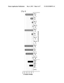 HUMAN MONOCLONAL ANTIBODY THAT SPECIFICALLY BINDS TO VCAM-1 AND A     COMPOSITION FOR TREATING AN INFLAMMATORY DISEASE OR A CANCER COMPRISING     THE SAME diagram and image