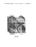 Recombinant RSV Virus Expression Systems And Vaccines diagram and image