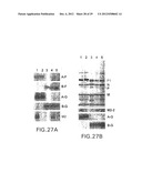 Recombinant RSV Virus Expression Systems And Vaccines diagram and image