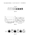 USE OF BACTERIAL POLYSACCHARIDES FOR BIOFILM INHIBITION diagram and image