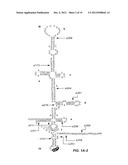 INHIBITING HEPATITIS C VIRAL REPLICATION WITH SIRNA COMBINATIONS diagram and image