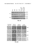 INHIBITING HEPATITIS C VIRAL REPLICATION WITH SIRNA COMBINATIONS diagram and image
