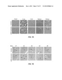 INHIBITING HEPATITIS C VIRAL REPLICATION WITH SIRNA COMBINATIONS diagram and image