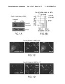 USE OF MIR-30E TO TREAT VASCULAR LESIONS diagram and image