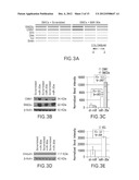 USE OF MIR-30E TO TREAT VASCULAR LESIONS diagram and image