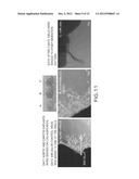 USE OF MIR-30E TO TREAT VASCULAR LESIONS diagram and image