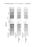 EXPOSURE APPARATUS FOR PHOTOALIGNMENT PROCESS AND METHOD FOR MANUFACTURING     LIQUID CRYSTAL DISPLAY diagram and image