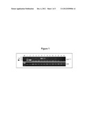 SPECIFIC METHOD OF PROSTATE CANCER DETECTION BASED ON PCA3 GENE, AND KITS     THEREFOR diagram and image