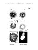 3D ADCC NK FACS ASSAY diagram and image