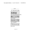 DUAL ACTIVITY KINASE DOMAINS AND USES THEREOF diagram and image