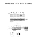 DUAL ACTIVITY KINASE DOMAINS AND USES THEREOF diagram and image