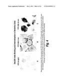 ANTIBODIES THAT BIND HUMAN DENDRITIC AND EPITHELIAL CELL 205 (DEC-205) diagram and image