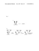 NON-FRET BOTULINUM ASSAY diagram and image