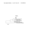 THERMOPHILIC THERMOANAEROBACTER ITALICUS SUBSP. MARATO HAVING HIGH ALCOHOL     PRODUCTIVITY diagram and image