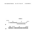 THERMOPHILIC THERMOANAEROBACTER ITALICUS SUBSP. MARATO HAVING HIGH ALCOHOL     PRODUCTIVITY diagram and image