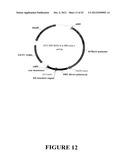 Angiogenin Expression in Plants diagram and image