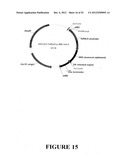 Angiogenin Expression in Plants diagram and image