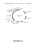 Angiogenin Expression in Plants diagram and image