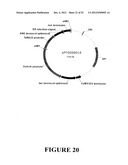 Angiogenin Expression in Plants diagram and image