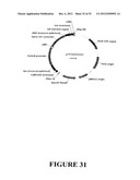 Angiogenin Expression in Plants diagram and image