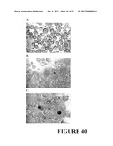 Angiogenin Expression in Plants diagram and image