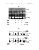 PEPTIDE BFP4 FOR PROMOTING OSTEOGENESIS OR VASCULARIZATION AND USE THEREOF diagram and image