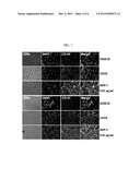 PEPTIDE BFP4 FOR PROMOTING OSTEOGENESIS OR VASCULARIZATION AND USE THEREOF diagram and image