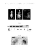 PEPTIDE BFP4 FOR PROMOTING OSTEOGENESIS OR VASCULARIZATION AND USE THEREOF diagram and image