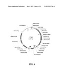 MUTANT HYDROXYPHENYLPYRUVATE DIOXYGENASE POLYPEPTIDES AND METHODS OF USE diagram and image