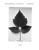 Raspberry plant named  Adelita  diagram and image