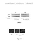 USE OF TRANSFORMING GROWTH FACTOR - BETA 1 (TGF-B1) INHIBITOR PEPTIDES FOR     THE TREATMENT OF CORNEAL FIBROSIS AND/OR HAZE diagram and image