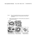 NEUTRALIZING PROLACTIN RECEPTOR ANTIBODIES AND THEIR THERAPEUTIC USE diagram and image