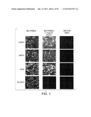 Compositions and Methods for the Therapy and Diagnosis of Influenza diagram and image