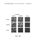 Compositions and Methods for the Therapy and Diagnosis of Influenza diagram and image