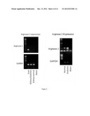 TREATMENT OF RENAL INJURY diagram and image