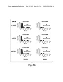 COMPOSITIONS AND METHODS RELATED TO TIM 3, A TH1-SPECIFIC CELL SURFACE     MOLECULE diagram and image