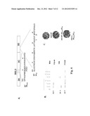 Development of a Marker Foot and Mouth Disease Virus Vaccine Candidate     That is Attenuated in the Natural Host diagram and image