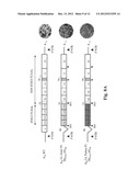 Development of a Marker Foot and Mouth Disease Virus Vaccine Candidate     That is Attenuated in the Natural Host diagram and image