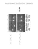 Development of a Marker Foot and Mouth Disease Virus Vaccine Candidate     That is Attenuated in the Natural Host diagram and image