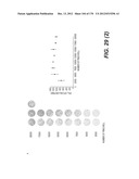 LENTIVIRAL GENE TRANSFER VECTORS AND THEIR MEDICINAL APPLICATIONS diagram and image